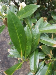 Prunus laurocerasus