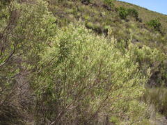 Phylica paniculata