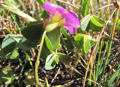 Oxalis smithiana