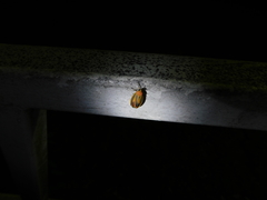 Hypoprepia miniata