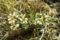 Comandra umbellata pallida