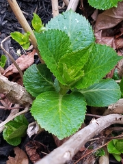 Hydrangea macrophylla