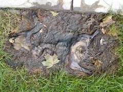 Marmota monax