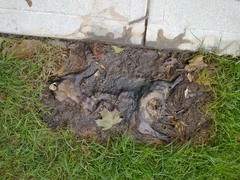 Marmota monax