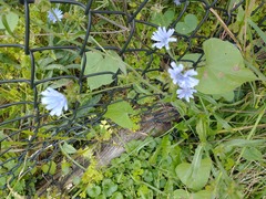 Cichorium intybus