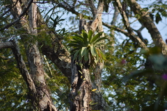 Vriesea gigantea