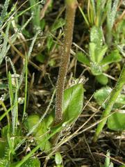Disperis villosa