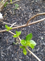 Hydrangea macrophylla