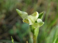 Disperis villosa