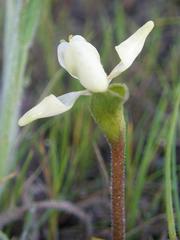 Disperis villosa
