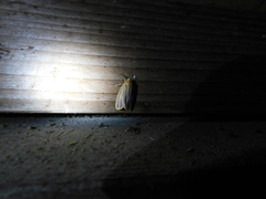 Hypoprepia miniata