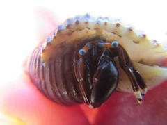 Calcinus laevimanus