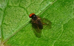 Protoclythia modesta
