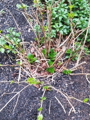 Hydrangea macrophylla
