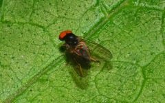 Protoclythia modesta