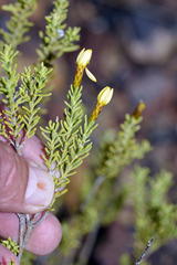 Oedera sedifolia