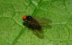 Protoclythia modesta