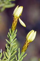 Oedera sedifolia