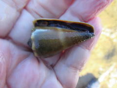 Conus lividus