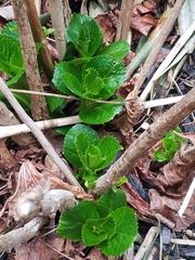 Hydrangea macrophylla