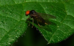 Protoclythia modesta