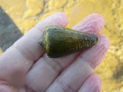 Conus lividus