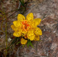 Ceratandra grandiflora