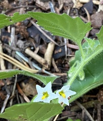 Solanum nitidibaccatum