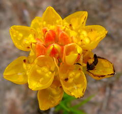 Ceratandra grandiflora