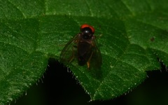 Protoclythia modesta