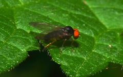 Protoclythia modesta