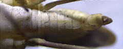 Limnogonus franciscanus