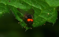 Protoclythia modesta