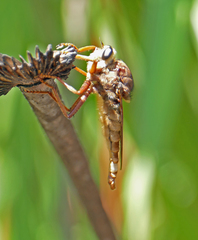Proctacanthus heros