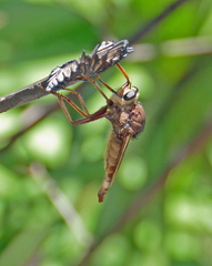 Proctacanthus heros