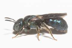 Ceratina floridana