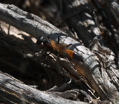 Ammophila placida