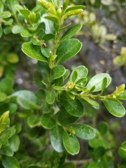 Buxus sempervirens