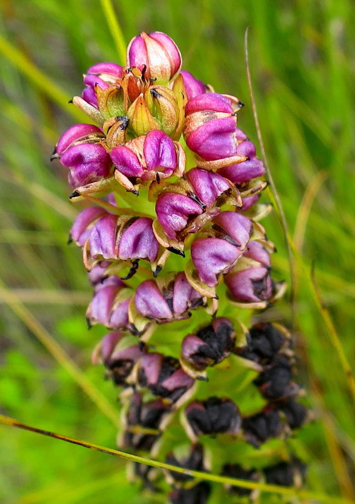 Fleshy Liver Orchid
