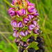 Fleshy Liver Orchid - Photo no rights reserved, uploaded by Di Turner