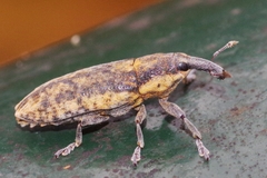 Lixus subtilis