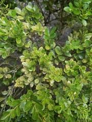 Buxus sempervirens