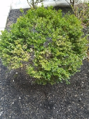 Buxus sempervirens