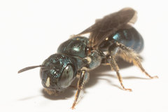 Ceratina floridana