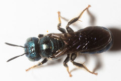 Ceratina floridana