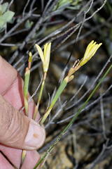 Moraea fuscomontana