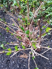 Hydrangea macrophylla