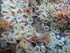 Zoanthus sansibaricus