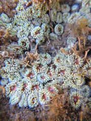 Zoanthus sansibaricus