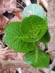 Hydrangea macrophylla